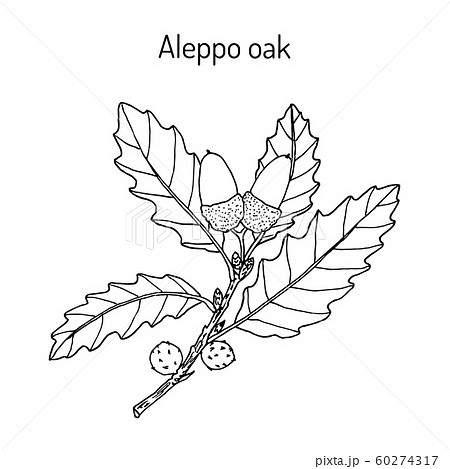 Aleppo oak Quercus infectoria , medicinal plant Aleppo oak Quercus infectoria , medicinal plant 60274317