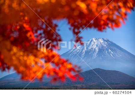 《山梨県》富士山と紅葉・日本の秋 《山梨県》富士山と紅葉・日本の秋 60274504