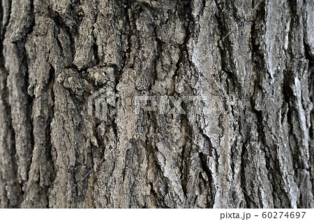 イチョウ 60274697