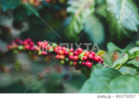 Coffee tree with ripe berries with dew drop in coffee plantation farm. Coffee tree with ripe berries with dew drop in coffee plantation farm. 60275057