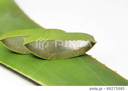 アロエベラ 食用アロエの写真素材 アロエベラ 食用アロエの写真素材