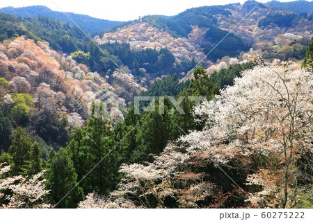 吉野山　桜 60275222
