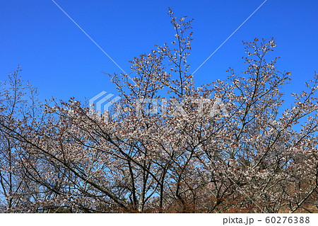吉野山　桜 60276388