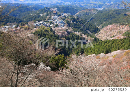 吉野山　桜 60276389
