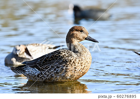 オナガガモのメス 60276895