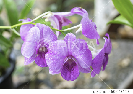 Beautiful pink Orchid flowers in the garden. 60278118