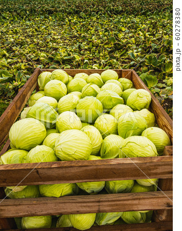 Bunch of freshly harvested green cabage in wooden 60278380