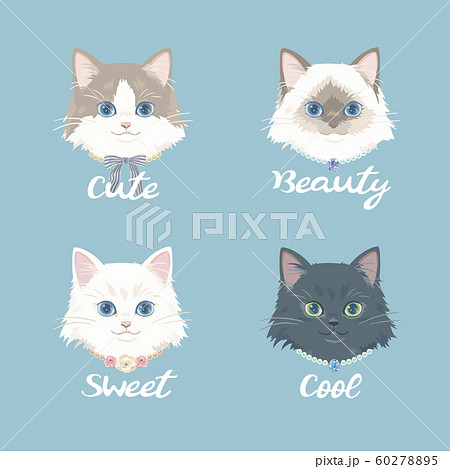 4匹の猫の顔 ラグドール ペルシャ猫のイラスト素材