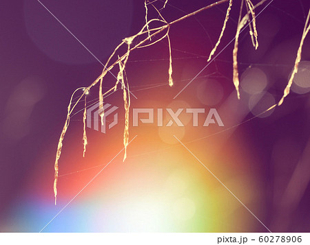 Stalk grass with rain drops. Watering lawn. 60278906