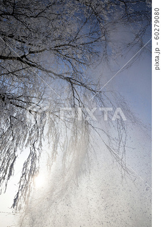 birch branches 60279080