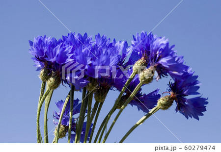 photo of blue cornflowers photo of blue cornflowers 60279474