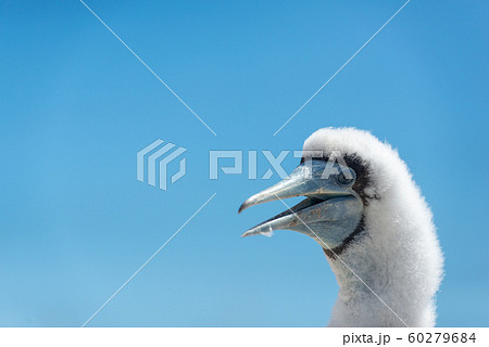 カツオドリのヒナ カツオドリのヒナ 60279684