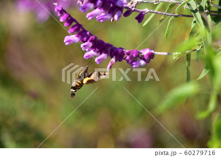 メキシカンブッシュでホバリングしながら吸蜜するホウジャク 60279716