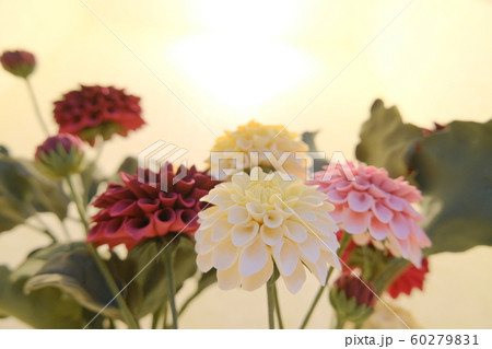 見上げるダリアのクレイフラワー 見上げるダリアのクレイフラワー 60279831