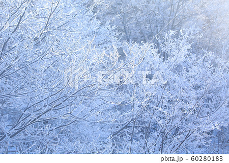 霧氷の森 60280183