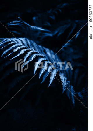 beautiful background with fern leaf in a dark forest 60280782