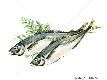 鯵 アジ 真鯵 マアジ ヒバ 水彩 60281358