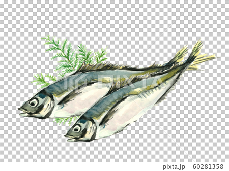 鯵 アジ 真鯵 マアジ ヒバ 水彩 60281358