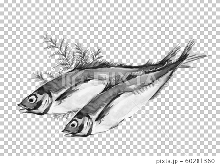 Horse mackerel horse mackerel Horse mackerel horse mackerel Hiba watercolor monotone 60281360