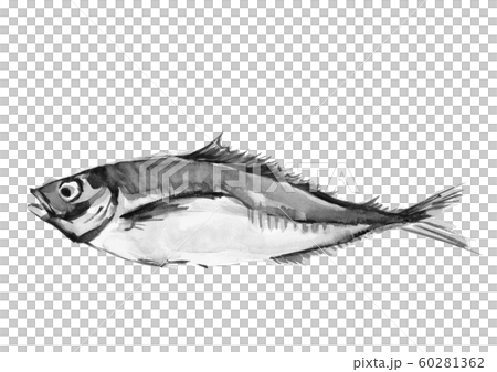 鯵 アジ 真鯵 マアジ 水彩 モノトーンのイラスト素材