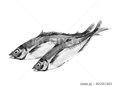 鯵 アジ 真鯵 マアジ 水彩 モノトーン 60281363