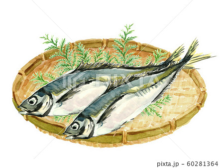 鯵 アジ 真鯵 マアジ ザル 水彩のイラスト素材 [60281364] - PIXTA
