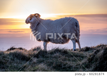 Sheep enjoying the sunset at the Slieve League cliffs in County Donegal, Ireland 60281874