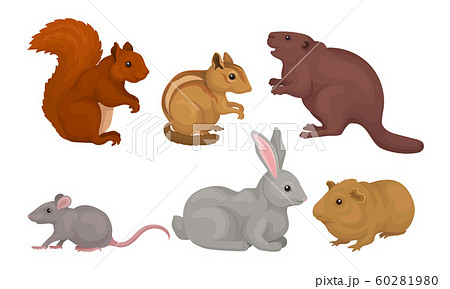 Wild Rodent Animals Set, Squirrel, Mouse, Beaver, Cavy, Rabbit, Chipmunk Vector Illustration 60281980