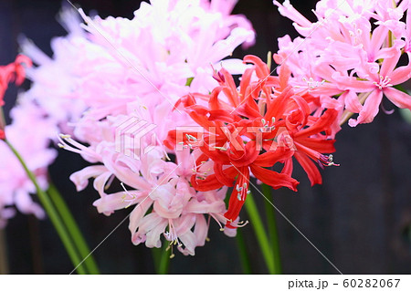 ネリネの花 ネリネの花 60282067