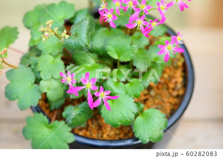 ダイモンジソウの花 ダイモンジソウの花 60282083
