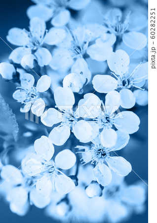 Cherry tree blossom close up. Blurred background. 60282251