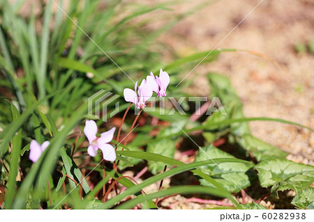 シクラメンの花　コウム 60282938