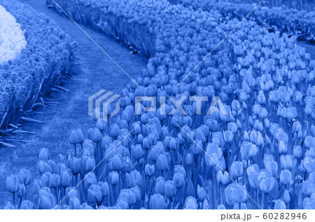 Flower beds of tulips. Blue toned. 60282946