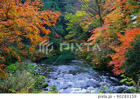 鶴仙渓の紅葉の写真素材