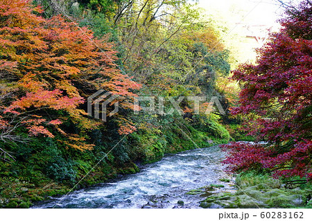 鶴仙渓の紅葉の写真素材