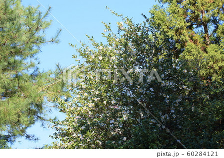 サザンカの花 サザンカの花 60284121