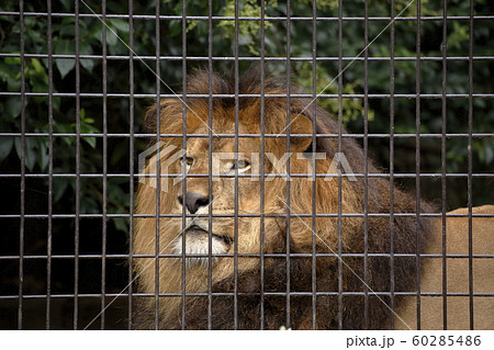 大牟田市 大牟田動物園 ライオン、 大牟田市 大牟田動物園 ライオン、 60285486