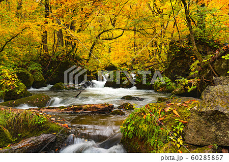 Natural view of autumn color destination at Oirase Gorge with the Oirase River flow passing green mossy rocks in the colorful foliage of autumn in Towada Hachimantai National Park, Aomori Prefecture 60285867