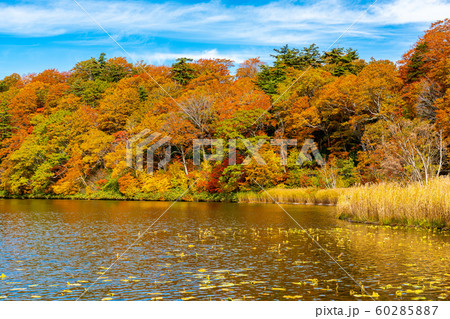 Beautiful autumn colorful leaf forest at Onuma Pond with the blue sky and the ripples at the water surface in Towada Hachimantai National Park, Akita Prefecture, Japan. 60285887