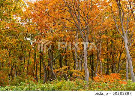 Beautiful forest of colorful foliage of autumn season at the roadside in Towada Hachimantai National Park, Akita Prefecture, Japan. 60285897