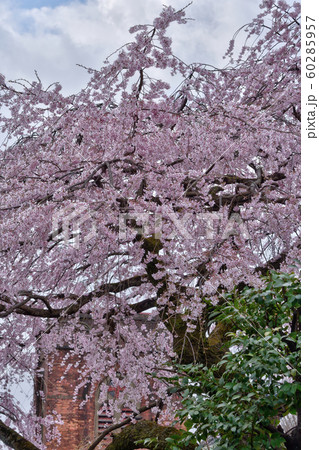 桜と聖アグネス協会 桜と聖アグネス協会 60285957