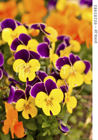 庭に咲いたパンジーの花です。 庭に咲いたパンジーの花です。 60285983