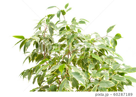 Beautiful homemade flower with green leaves of Benjamin Ficus on a white background, isolate 60287189