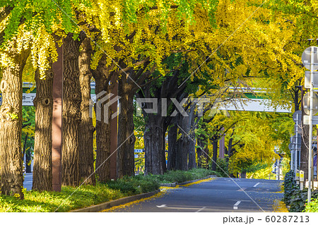 愛知県　名古屋都市風景　桜通イチョウ並木 60287213