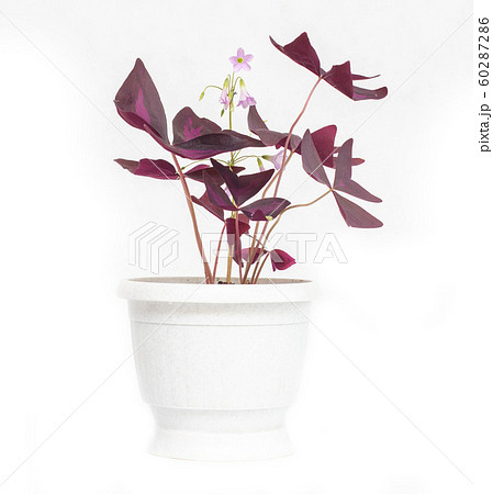 A beautiful flower in a white pot Oxalis, an orange with purple leaves, white background, isolate A beautiful flower in a white pot Oxalis, an orange with purple leaves, white background, isolate 60287286