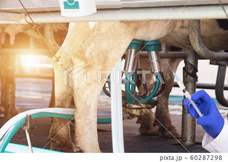Biologist holds a syringe against the background of milking cows milk, the concept of nitrates and antibiotics in cow's milk, microflora 60287298