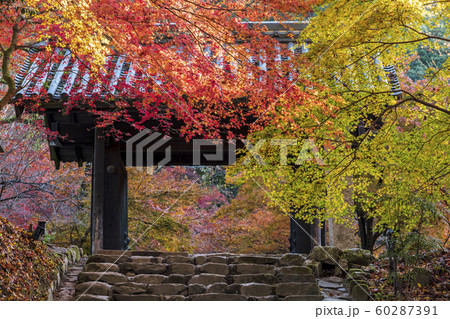 秋月城址の紅葉 60287391
