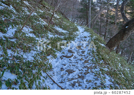 冬の日光 半月山(はんげつやま)狸窪からの1450m付近の登山道 冬の日光 半月山(はんげつやま)狸窪からの1450m付近の登山道 60287452