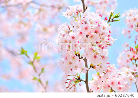 春の風景 桜の花の写真素材