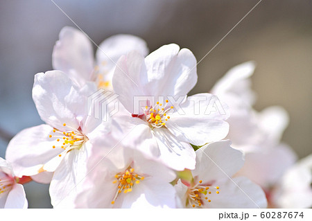 春の風景 桜の花 春の風景 桜の花 60287674